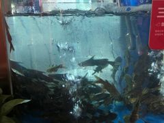 -蜀滋香鲜鱼美蛙火锅(339店)