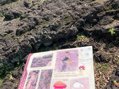 -海口火山口国家地质公园