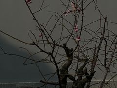 -无锡梅园公园