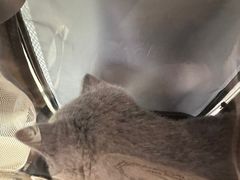 -创凡宠物医院·骨专科  猫科中心(西乡分院)