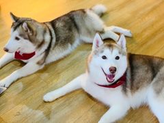 -Husky Go! 哈士奇体验馆·宠物咖啡厅狗咖