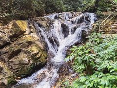 -莫里热带雨林景区