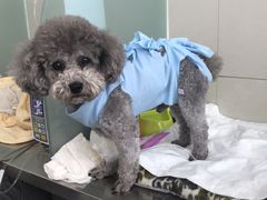 -康旭宠物医院(郑州总院)