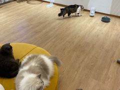 -1013 PET SHOP精品宠物商店(丁香店)