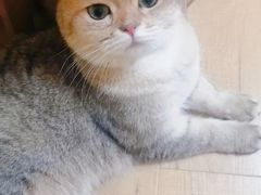 -Meowの猫咖(万家丽店)