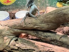 -上海大自然野生昆虫馆(东方明珠·爬宠昆虫探索中心)
