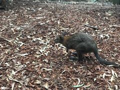 -费瑟代尔野生动物园