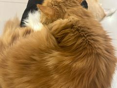 -平行世界·猫咖(首经贸店)