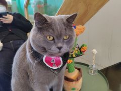 -猫在这儿猫咪咖啡馆·撸猫馆