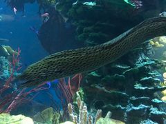 -迪拜帆船酒店海底餐厅