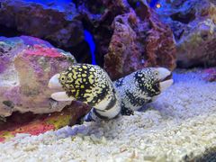 -上海海洋水族馆