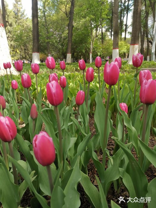 西宁市人民公园(城西区)图片