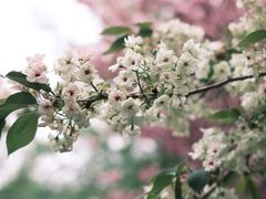 -洛阳市隋唐城遗址植物园