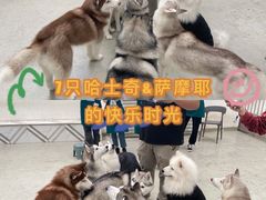 -星多哈·狗咖·拼豆·咖啡