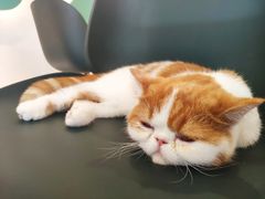 -飞行喵MR PILOT|猫舍·猫咖(静安大融城店)