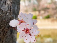 -海棠花溪(元大都城垣遗址公园)