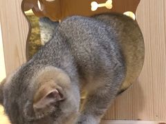 -猫色咖啡·猫咖