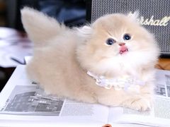 -欣宠猫屋·矮脚拿破仑·蓝金金渐层