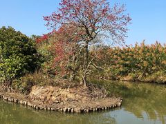 -大湾区中央湿地公园