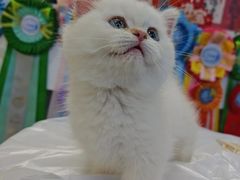 -小猫来了·猫咪专售(红山六九七九店)