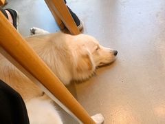 -尤加利咖啡馆