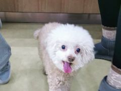 -瑞派宠物医院·中兽医专科(中央商城分院)