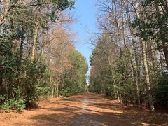 -上海海湾国家森林公园