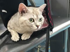 -北京赛佳动物医院