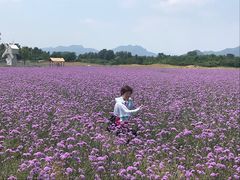-北京东方普罗旺斯薰衣草庄园