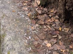 -汤旺河林海奇石景区