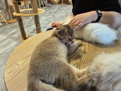 -楼上猫咖(罗湖店)