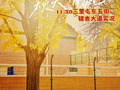-三里屯东五街银杏大道