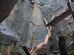 -红山森林动物园