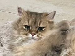 -猫大福·Fortune Cat猫舍(百子湾店)