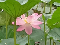 -长春市南湖公园