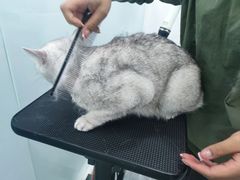 -爱洗澡的猫(望京店)