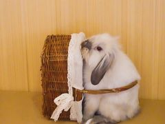 -猫猫幼稚园·撸猫·桌游·电玩
