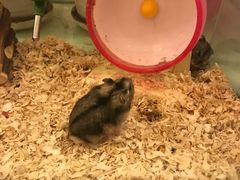 -龙猫仔乐园(惠福东路店)