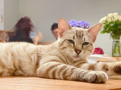 -Cappucimeow猫咪咖啡馆(韦伯时代店)