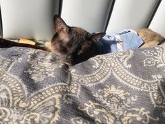 -宠爱国际动物医院· 猫科· 外科·中兽医(长白店)