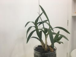 -KS科逆美肤祛痘