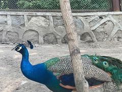 -哈尔滨北方森林动物园