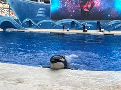 -上海海昌海洋公园