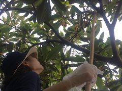 -塘栖枇杷特色园区