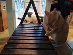 -Cappucimeow猫咪咖啡馆(韦伯时代店)