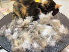 -momokira米努特·德文卷毛猫·棉花面纱犬