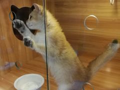 -猫十亿·布偶金渐层·曼基康矮脚猫舍(青年路店)