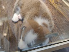 -乐宠宠物店(世纪金源店)