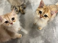 -楼上猫咖(罗湖店)