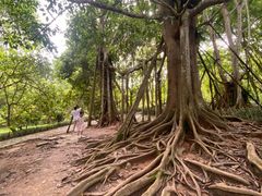 -中国科学院西双版纳热带植物园